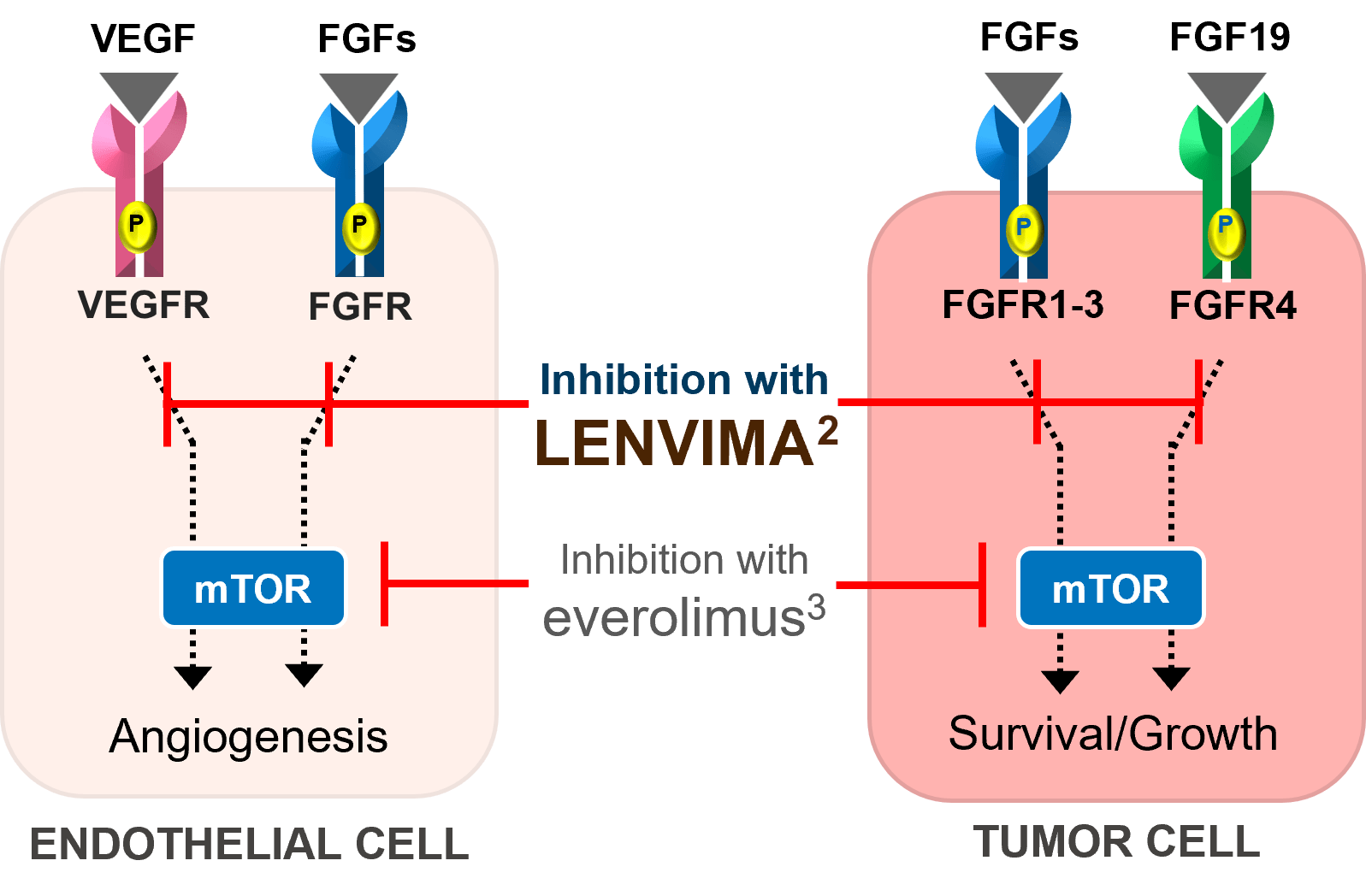 LENVIMA + everolimus MOA graphic